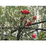 Zdjęcia użytkowników Huawei Pura 80 Ultra