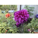 Zdjęcia użytkowników Huawei Pura 80 Ultra