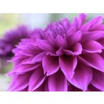 Zdjęcia użytkowników Huawei Pura 80 Ultra