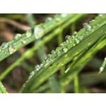 Zdjęcia użytkowników Huawei Pura 80 Ultra