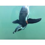 Zdjęcia użytkowników Huawei Pura 80 Ultra