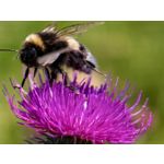 Zdjęcia użytkowników Huawei Pura 80 Ultra