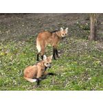 Zdjęcia użytkowników Huawei Pura 80 Ultra