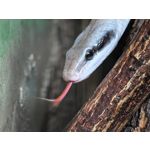 Zdjęcia użytkowników Huawei Pura 80 Ultra