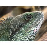 Zdjęcia użytkowników Huawei Pura 80 Ultra