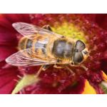 Zdjęcia użytkowników Huawei Pura 80 Ultra