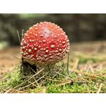 Zdjęcia użytkowników Huawei Pura 80 Ultra