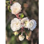 Zdjęcia użytkowników Huawei Pura 80 Ultra