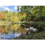 Zdjęcia użytkowników Huawei Pura 80 Ultra