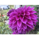 Zdjęcia użytkowników Huawei Pura 80 Ultra