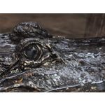 Zdjęcia użytkowników Huawei Pura 80 Ultra