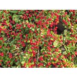 Zdjęcia użytkowników Huawei Pura 80 Ultra