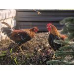 Zdjęcia użytkowników Huawei Pura 80 Ultra