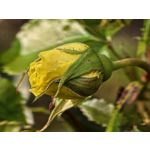 Zdjęcia użytkowników Huawei Pura 80 Ultra