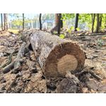 Zdjęcia użytkowników Huawei Pura 80 Ultra