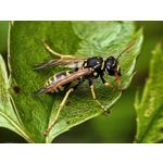 Zdjęcia użytkowników Huawei Pura 80 Ultra