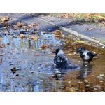 Zdjęcia użytkowników Huawei Pura 80 Ultra