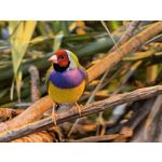 Zdjęcia użytkowników Huawei Pura 80 Ultra