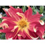 Zdjęcia użytkowników Huawei Pura 80 Ultra