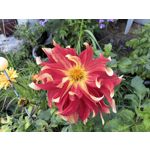 Zdjęcia użytkowników Huawei Pura 80 Ultra