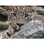 Zdjęcia użytkowników Huawei Pura 80 Ultra