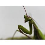 Zdjęcia użytkowników Huawei Pura 90s Pro Max Zdjęcia użytkowników Huawei Pura 90s Pro Max