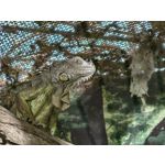 Zdjęcia użytkowników Huawei Pura 90s Pro