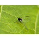 Zdjęcia użytkowników Huawei Pura 90s Pro