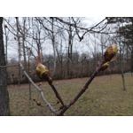 Zdjęcia użytkowników Infinix Note 12 2023