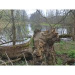 Zdjęcia użytkowników Infinix Note 12 2023