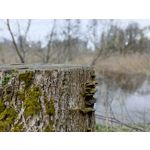 Zdjęcia użytkowników Infinix Note 12 2023