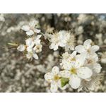 Zdjęcia użytkowników Infinix Note 12 2023