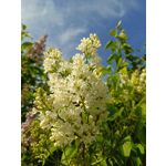 Zdjęcia użytkowników Infinix Note 12 Pro 4G