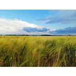 Zdjęcia użytkowników Infinix Note 12 Pro 4G