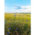 Zdjęcia użytkowników Infinix Note 12 Pro 4G