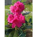 Zdjęcia użytkowników Infinix Note 12 Pro 4G