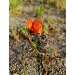 Zdjęcia użytkowników Infinix Note 12 Pro 4G