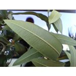 Zdjęcia użytkowników Infinix Note 30 Pro Zdjęcia użytkowników Infinix Note 30 Pro