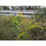 Zdjęcia użytkowników Infinix Note 30 Pro Zdjęcia użytkowników Infinix Note 30 Pro