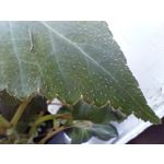 Zdjęcia użytkowników Infinix Note 30 Pro Zdjęcia użytkowników Infinix Note 30 Pro