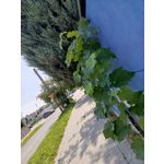 Zdjęcia użytkowników Infinix Note 30 Pro Zdjęcia użytkowników Infinix Note 30 Pro