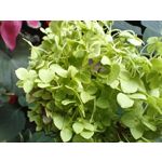 Zdjęcia użytkowników Infinix Note 30 Pro Zdjęcia użytkowników Infinix Note 30 Pro