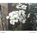 Zdjęcia użytkowników Infinix Note 40 Pro