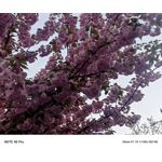 Zdjęcia użytkowników Infinix Note 40 Pro