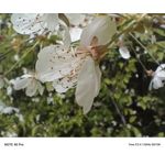 Zdjęcia użytkowników Infinix Note 40 Pro