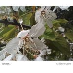 Zdjęcia użytkowników Infinix Note 40 Pro