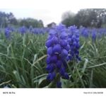 Zdjęcia użytkowników Infinix Note 40 Pro