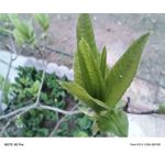 Zdjęcia użytkowników Infinix Note 40 Pro