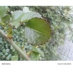 Zdjęcia użytkowników Infinix Note 40 Pro