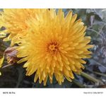 Zdjęcia użytkowników Infinix Note 40 Pro